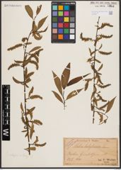 Salix babylonica L. x Salix fragilis L.